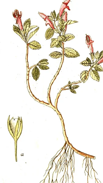 Thème Botanique Ancienne Image — Photo