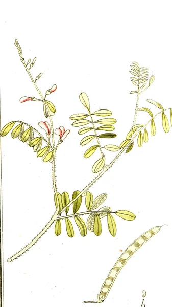 Botanical Theme Old Image — Stock Photo, Image