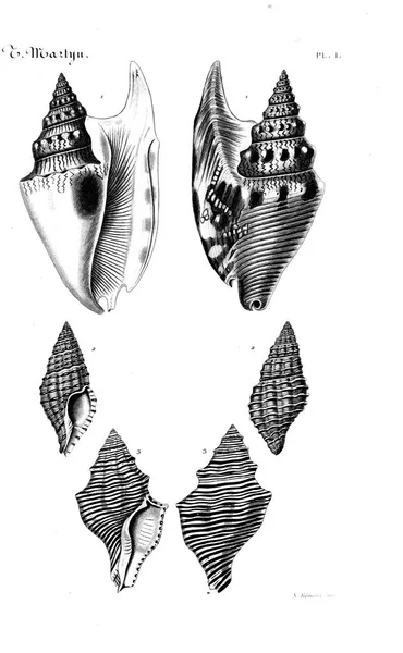 Hayvan Illustration Eski Resim — Stok fotoğraf