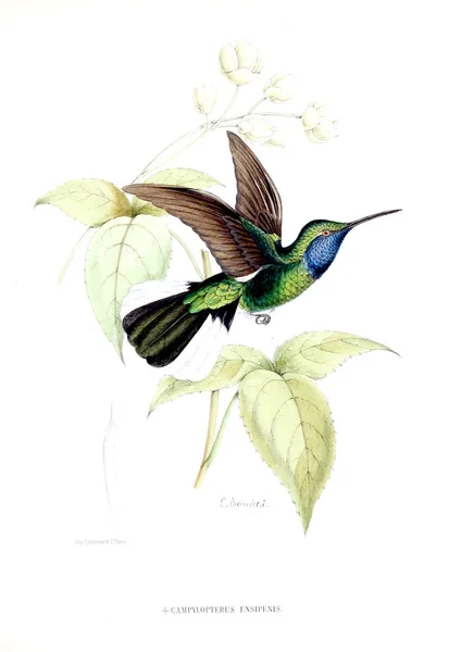 Sinek Kuşu Illustration Eski Resim — Stok fotoğraf