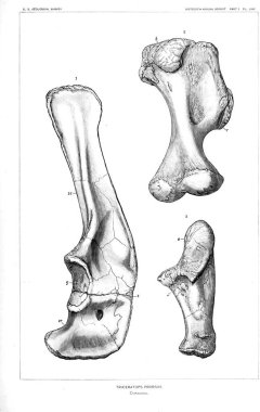 Dinozor Illustration. Eski resim