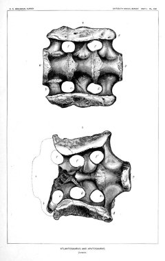 Dinozor Illustration. Eski resim