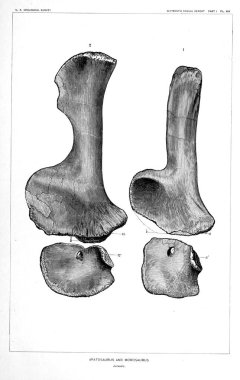 Dinozor Illustration. Eski resim