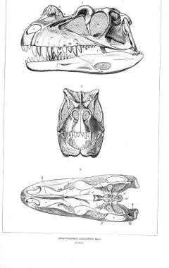 Dinozor Illustration. Eski resim