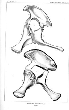 Dinozor Illustration. Eski resim