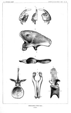 Dinozor Illustration. Eski resim