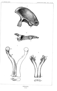 Dinozor Illustration. Eski resim