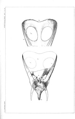 Dinozor Illustration. Eski resim