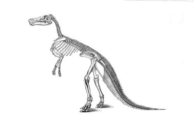 Dinozor Illustration. Eski resim