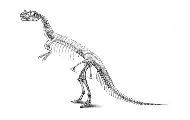 Dinozor Illustration. Eski resim