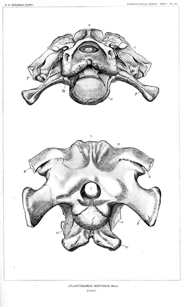 Illustrazione Dinosauro Vecchia Immagine — Foto Stock