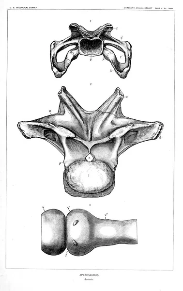 Illustration Dinosaurie Gamla Bilden — Stockfoto