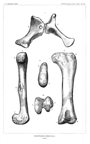 Απεικόνιση Των Δεινοσαύρων Παλιά Εικόνα — Φωτογραφία Αρχείου