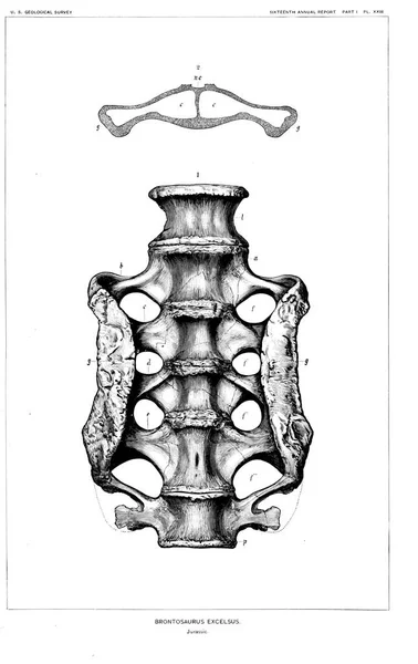 Illustrazione Dinosauro Vecchia Immagine — Foto Stock