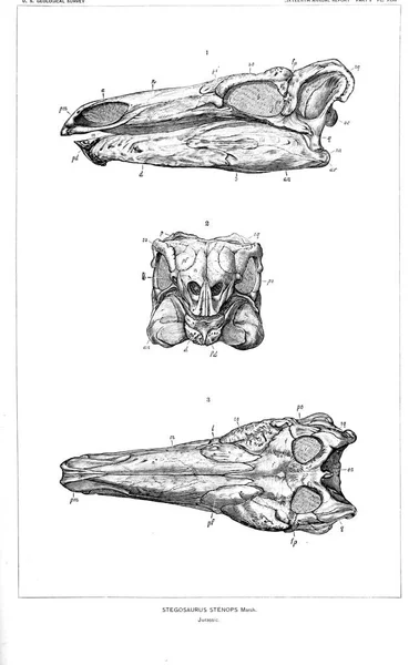 Ilustración Dinosaurios Imagen Antigua — Foto de Stock