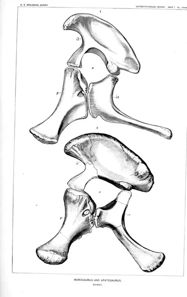 Illustratie Van Een Dinosaurus Oude Beeld — Stockfoto