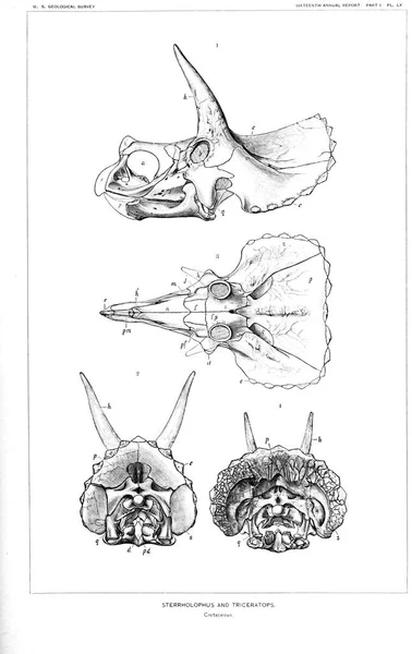 Ilustracja Dinozaurów Stary Obraz — Zdjęcie stockowe