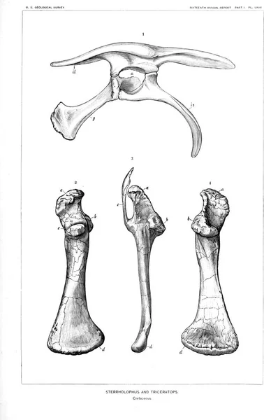 Απεικόνιση Των Δεινοσαύρων Παλιά Εικόνα — Φωτογραφία Αρχείου