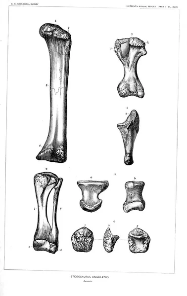 Obrázek Dinosaura Starý Obrázek — Stock fotografie