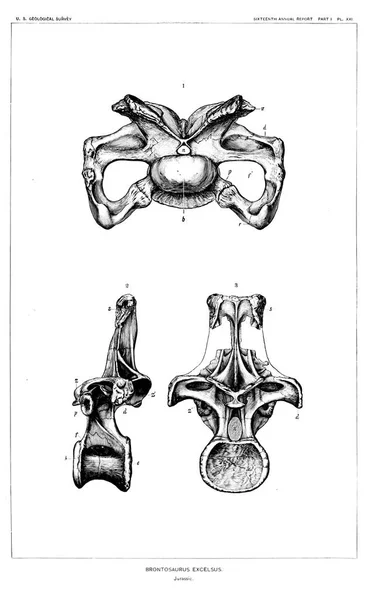 Ilustracja Dinozaurów Stary Obraz — Zdjęcie stockowe