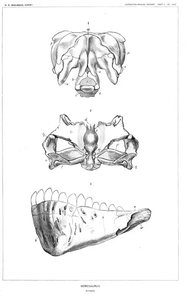 Ilustracja Dinozaurów Stary Obraz — Zdjęcie stockowe