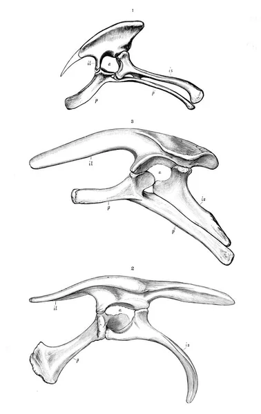 Ilustracja Dinozaurów Stary Obraz — Zdjęcie stockowe