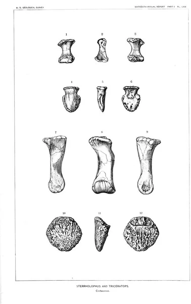 Dinozor Illustration Eski Resim — Stok fotoğraf