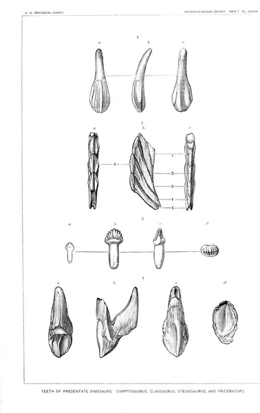 Ilustracja Dinozaurów Stary Obraz — Zdjęcie stockowe