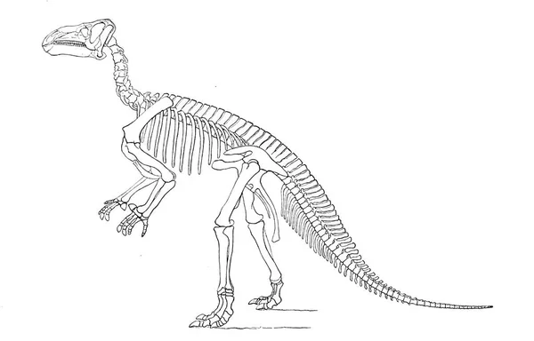 Illustrazione Dinosauro Vecchia Immagine — Foto Stock