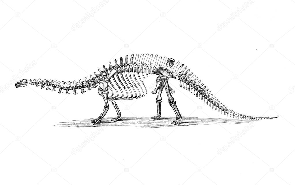Illustration of dinosaur. Old image