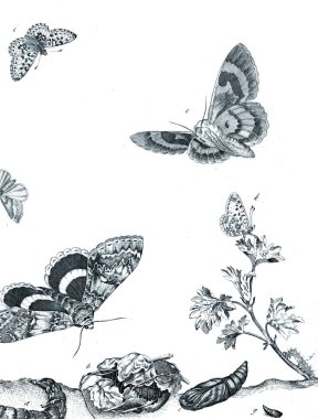 Çiçekler böcekler çizimi.