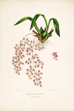 Çiçek Illustration. Eski resim