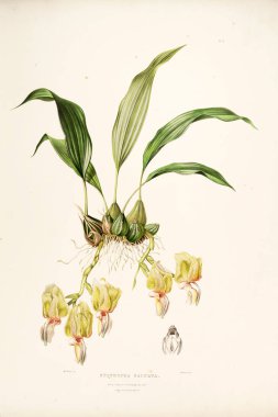 Çiçek Illustration. Eski resim