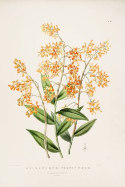 Çiçek Illustration. Eski resim