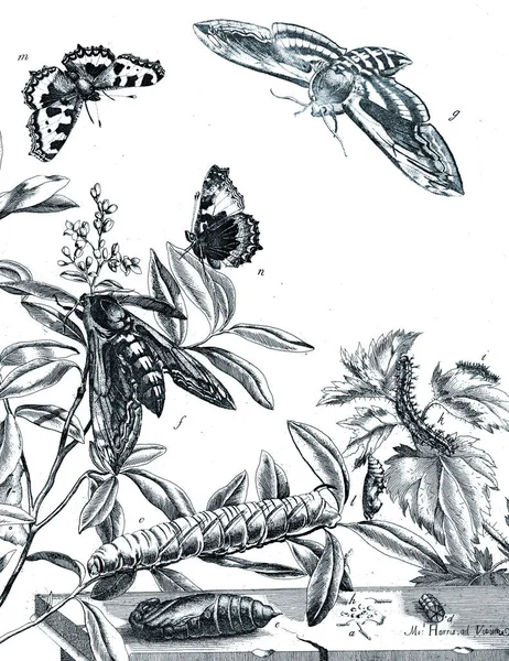 Illustration Insekter Med Blommor — Stockfoto