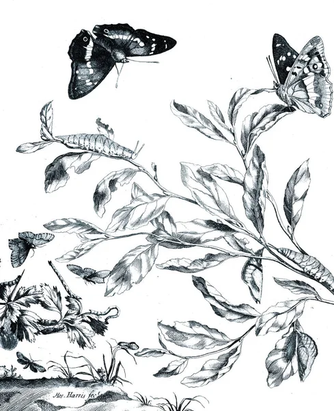 Illustration Insekter Med Blommor — Stockfoto
