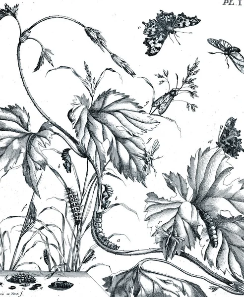 Illustration Insekter Med Blommor — Stockfoto