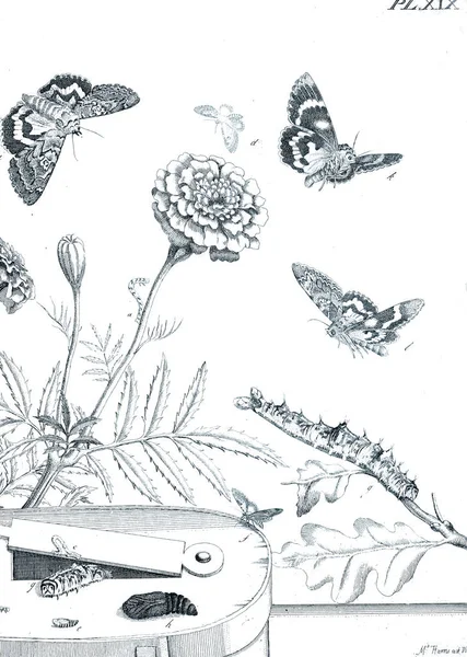 Illustration Insekter Med Blommor — Stockfoto