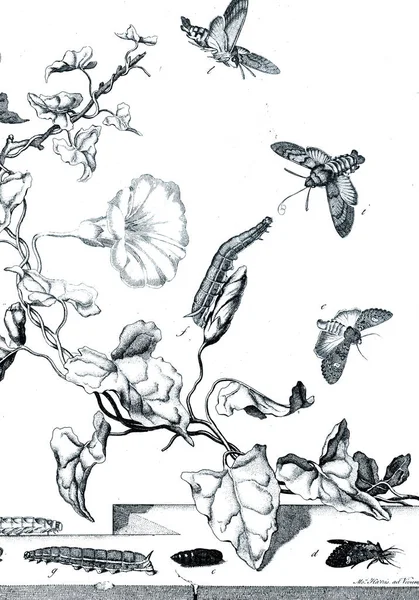 Hyönteisten Havainnollistaminen Kukkien Kanssa — kuvapankkivalokuva