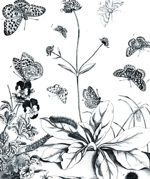 Illustration Insekter Med Blommor — Stockfoto