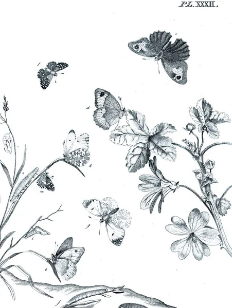Εικονογράφηση Των Εντόμων Λουλούδια — Φωτογραφία Αρχείου