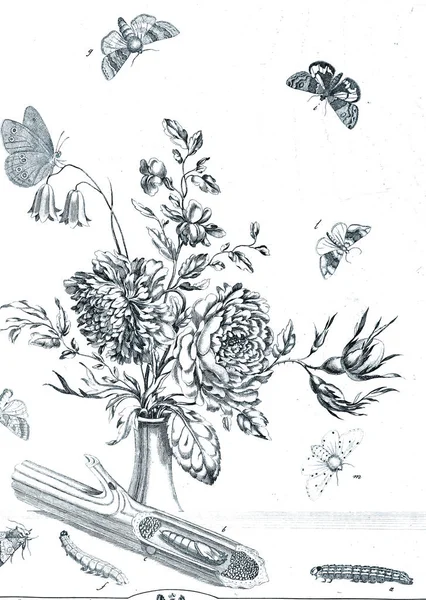 Çiçekler Böcekler Çizimi — Stok fotoğraf