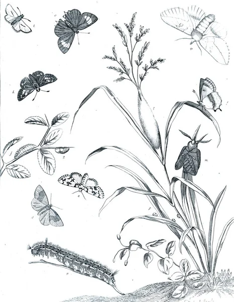 Illusztráció Rovarok Virágok — Stock Fotó