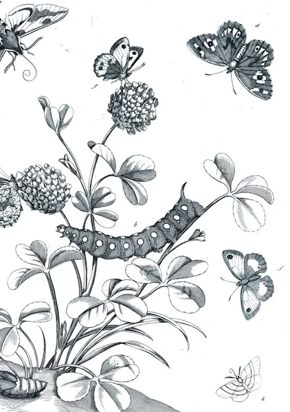 Illustration Insectes Avec Des Fleurs — Photo