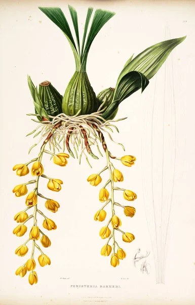 Ilustrace Květin Starý Obrázek — Stock fotografie