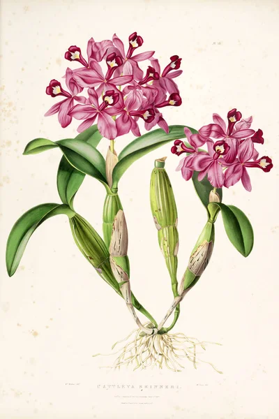 Çiçek Illustration Eski Resim — Stok fotoğraf