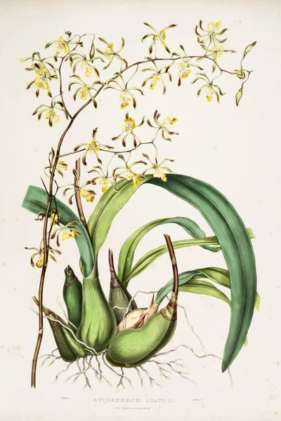 Иллюстрация Цветка Старое Изображение — стоковое фото