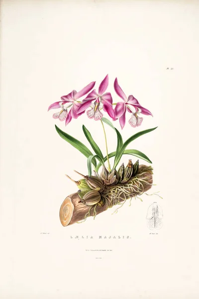 Illustration Flower Old Image — Stock Photo, Image