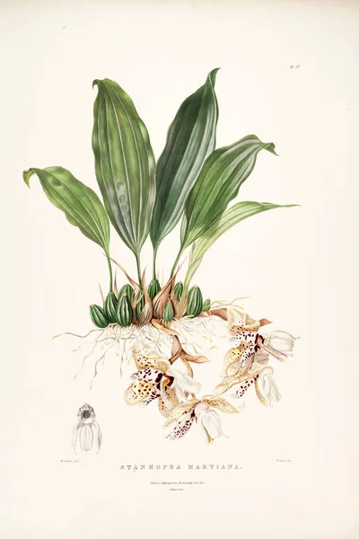 Illustration Blomma Gamla Bilden — Stockfoto