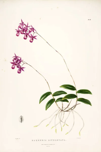 Illustration Flower Old Image — Stock Photo, Image